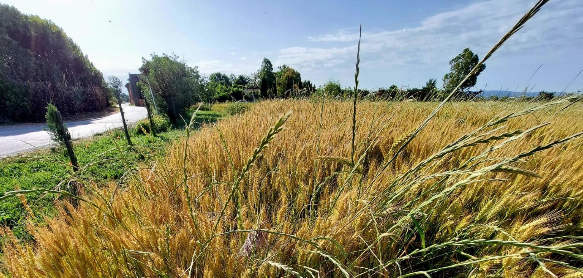 Il Cantuccio Cascina Esterno foto